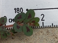 Euphorbia maculata