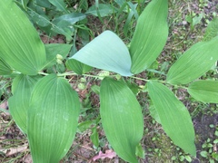 Polygonatum biflorum commutatum