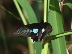 Parides neophilus