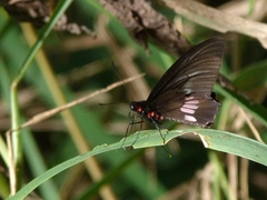 Parides neophilus