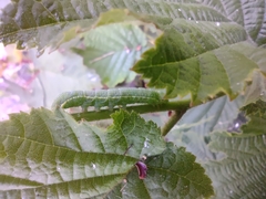 Orthosia cerasi