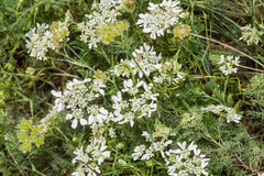 Orlaya grandiflora