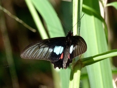 Parides neophilus