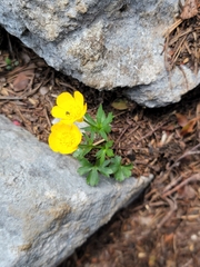 Ranunculus montanus