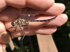 Somatochlora williamsoni