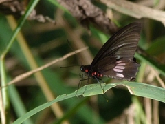 Parides neophilus