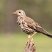 Mistle Thrush - Photo (c) Luca Ghiraldi, some rights reserved (CC BY-NC), uploaded by Luca Ghiraldi