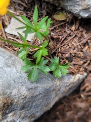 Ranunculus montanus