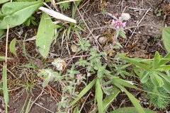 Aceria thomasi