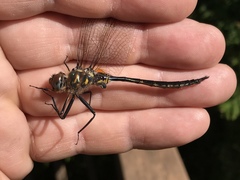 Somatochlora williamsoni