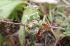 Aceria thomasi