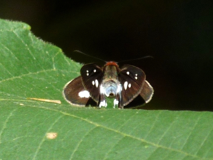 Troyus phyllides