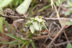 Aceria thomasi
