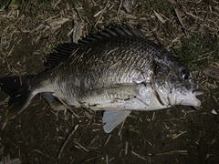 Acanthopagrus schlegelii