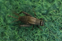 Modicogryllus frontalis