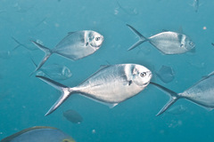 Trachinotus stilbe