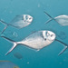 Steel Pompano - Photo (c) Mark Rosenstein, some rights reserved (CC BY-NC)