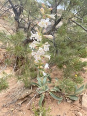 Penstemon lentus albiflorus