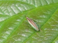 Stenodema holsata