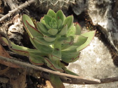 Echeveria nodulosa