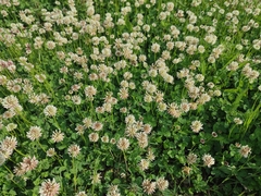 Trifolium repens