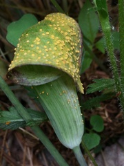 Uromyces ari-triphylli