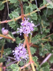 Ceanothus sonomensis