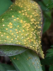 Uromyces ari-triphylli