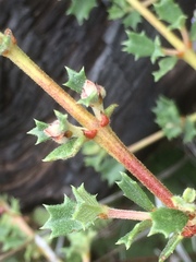 Ceanothus sonomensis