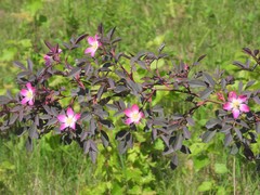 Rosa glauca