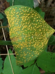 Uromyces ari-triphylli