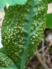 Uromyces ari-triphylli