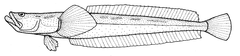 Sandfish photo 5