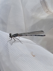 Zygoptera