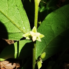 Diospyros acapulcensis