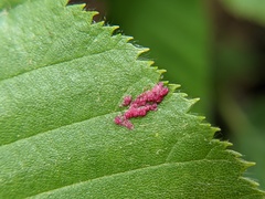 Acalitus longisetosus