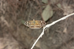 Anthanassa ptolyca amator