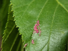 Acalitus longisetosus