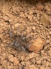 Spinosatibiapalpus trinitatis