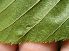 Acalitus longisetosus