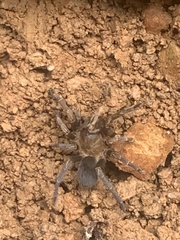 Spinosatibiapalpus trinitatis