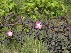 Rosa glauca