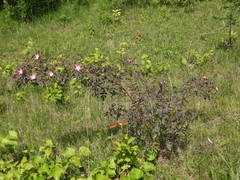 Rosa glauca