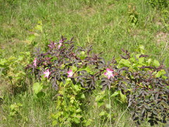 Rosa glauca
