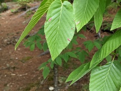 Acalitus longisetosus