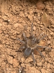 Spinosatibiapalpus trinitatis