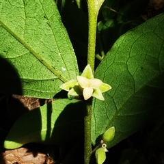 Diospyros acapulcensis