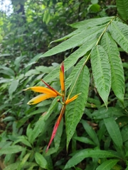 Heliconia hirsuta