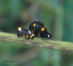 Gonodonta nitidimacula