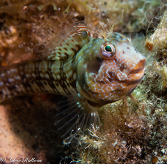 Parablennius goreensis